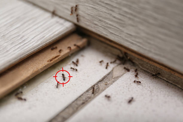 Best Best Pest Control Companies  in Folly Beach, SC