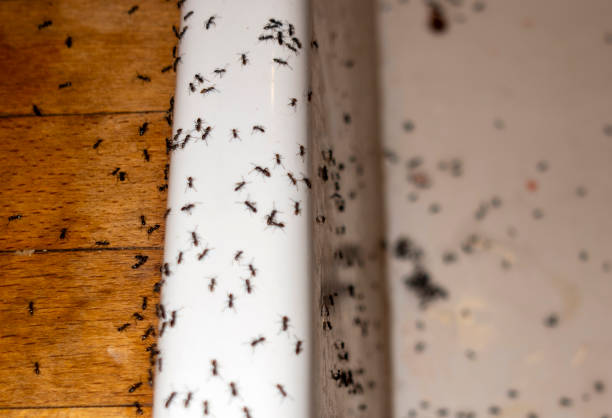 Best Pest Removal Services  in Folly Beach, SC