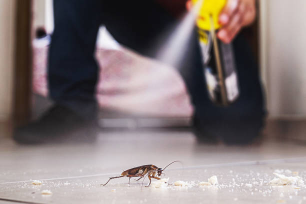 Best Best Pest Control Companies  in Folly Beach, SC